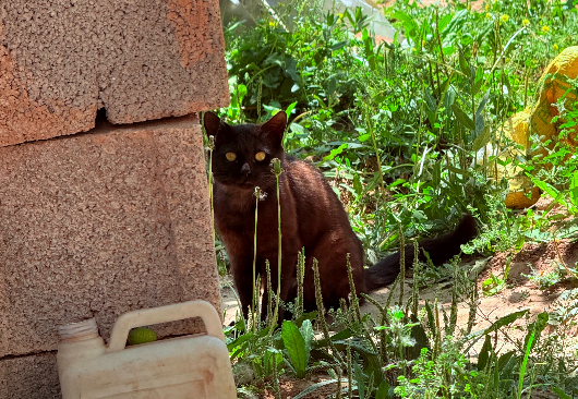 明星代言的完整商业套路拆解